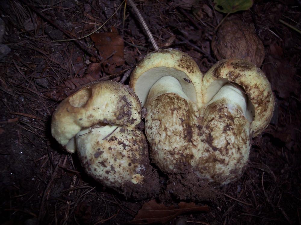 Finalmente funghi in valle (aosta)